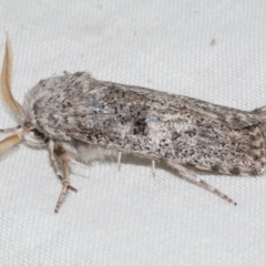 Cryptophasa irrorata (A Gelechioid moth (Xyloryctidae)) at Freshwater Creek, VIC - 11 Feb 2024 by WendyEM