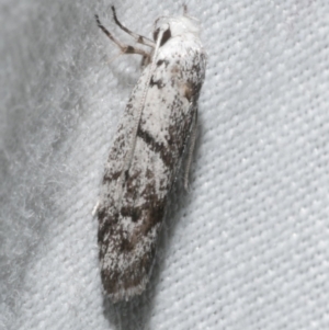 Lichenaula onychotypa at Freshwater Creek, VIC - 12 Feb 2024