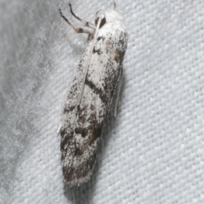 Lichenaula onychotypa (Lichenaula onychotypa) at Freshwater Creek, VIC - 11 Feb 2024 by WendyEM