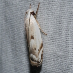 Plectophila discalis (Xyloryctidae) at WendyM's farm at Freshwater Ck. - 11 Feb 2024 by WendyEM