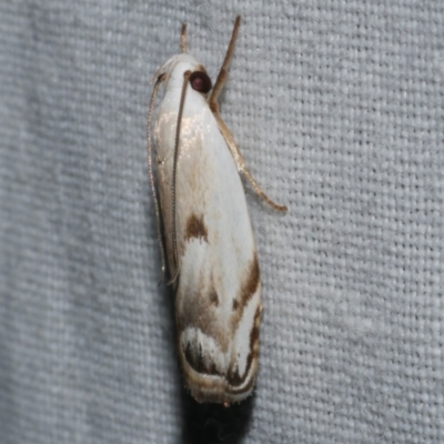 Plectophila discalis (Plectophila discalis) at WendyM's farm at Freshwater Ck. - 11 Feb 2024 by WendyEM