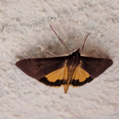 Uresiphita ornithopteralis (Tree Lucerne Moth) at Watson, ACT - 20 Mar 2024 by AniseStar