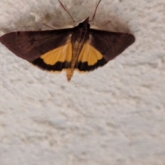 Uresiphita ornithopteralis at Watson, ACT - 20 Mar 2024