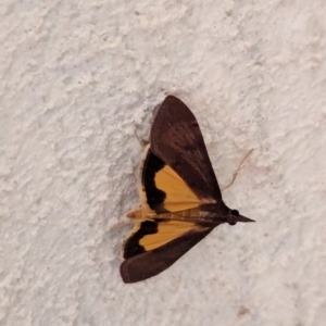 Uresiphita ornithopteralis at Watson, ACT - 20 Mar 2024