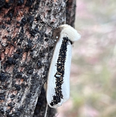 Oenosandra boisduvalii (Boisduval's Autumn Moth) at Higgins Woodland - 20 Mar 2024 by Untidy