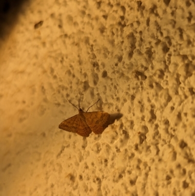 Scopula rubraria (Reddish Wave, Plantain Moth) at Watson, ACT - 20 Mar 2024 by AniseStar