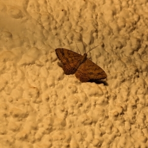 Scopula rubraria at Watson, ACT - 20 Mar 2024