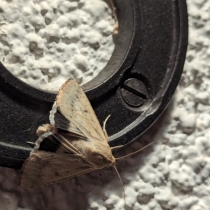 Helicoverpa punctigera at Watson, ACT - 20 Mar 2024