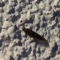 Trichoptera sp. (order) (Unidentified Caddisfly) at Watson, ACT - 19 Mar 2024 by AniseStar