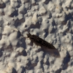 Trichoptera (order) (Unidentified Caddisfly) at Watson, ACT - 20 Mar 2024 by AniseStar