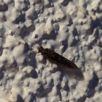 Trichoptera (order) (Unidentified Caddisfly) at Watson, ACT - 20 Mar 2024 by AniseStar