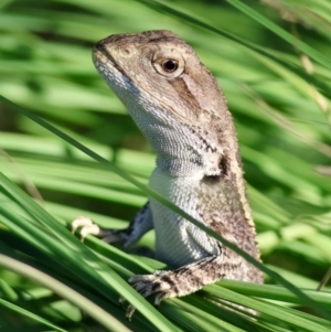 Amphibolurus muricatus at QPRC LGA - 19 Mar 2024