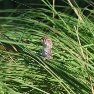 Amphibolurus muricatus at QPRC LGA - 19 Mar 2024