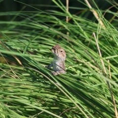 Amphibolurus muricatus at QPRC LGA - 19 Mar 2024