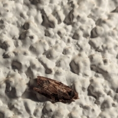 Unidentified Noctuoid moth (except Arctiinae) at Watson, ACT - 19 Mar 2024 by AniseStar