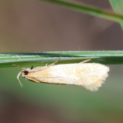 Oecophoridae (family) at Mongarlowe, NSW - 19 Mar 2024 by LisaH