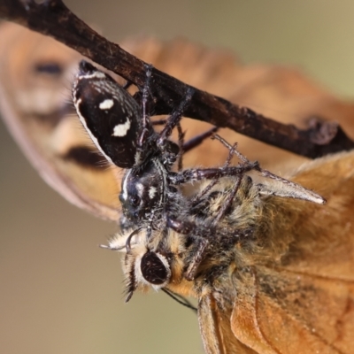 Sandalodes scopifer (White-spotted Sandalodes) at QPRC LGA - 19 Mar 2024 by LisaH