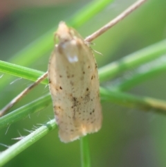 Merophyas divulsana (Lucerne Leafroller (Tortricinae, Archipini) at QPRC LGA - 19 Mar 2024 by LisaH