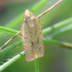 Merophyas divulsana (Lucerne Leafroller) at Mongarlowe River - 19 Mar 2024 by LisaH