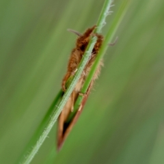 Fraus crocea at QPRC LGA - suppressed