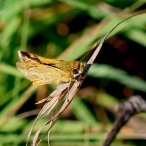 Ocybadistes walkeri at QPRC LGA - 19 Mar 2024