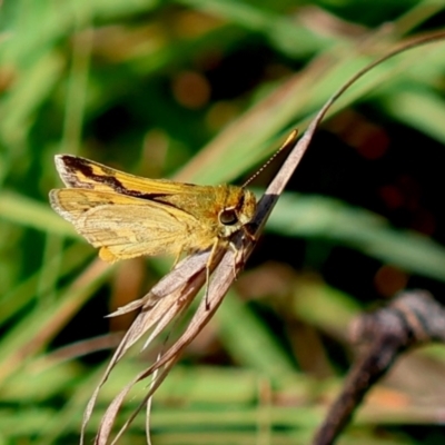 Ocybadistes walkeri (Green Grass-dart) at Mongarlowe River - 19 Mar 2024 by LisaH