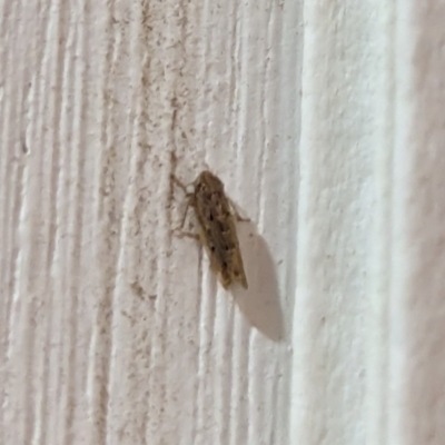 Orosius orientalis (Common Brown Leafhopper) at Watson, ACT - 19 Mar 2024 by AniseStar