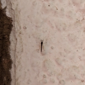 Chironomidae (family) at Watson, ACT - suppressed