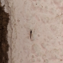 Chironomidae (family) (Non-biting Midge) at Watson, ACT - 19 Mar 2024 by AniseStar