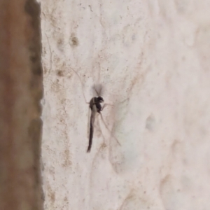 Chironomidae (family) at Watson, ACT - 19 Mar 2024