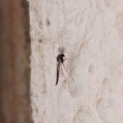 Chironomidae (family) at Watson, ACT - suppressed