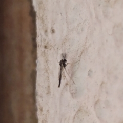 Chironomidae (family) at Watson, ACT - suppressed