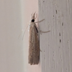 Culladia cuneiferellus at Watson, ACT - 19 Mar 2024