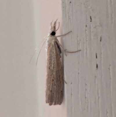 Culladia cuneiferellus (Crambinae moth) at Watson, ACT - 19 Mar 2024 by AniseStar