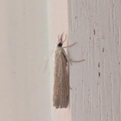 Culladia cuneiferellus at Watson, ACT - suppressed