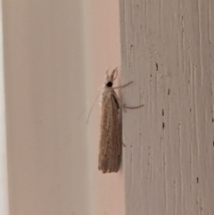 Culladia cuneiferellus at Watson, ACT - suppressed