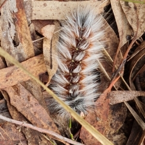 Anthela varia at Gungaderra Grasslands - 20 Mar 2024