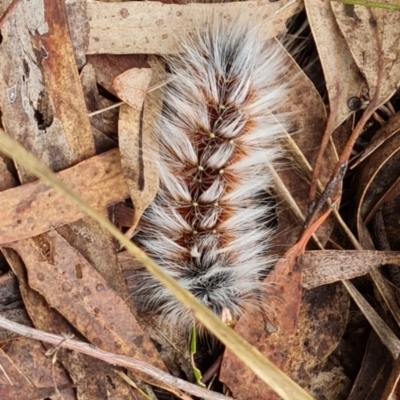 Anthela varia (Hairy Mary) at Crace, ACT - 20 Mar 2024 by WalkYonder