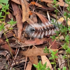 Anthela varia at Gungaderra Grasslands - 20 Mar 2024 11:16 AM