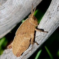 Goniaea australasiae (Gumleaf grasshopper) at Mongarlowe River - 19 Mar 2024 by LisaH