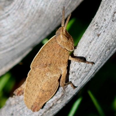 Goniaea australasiae (Gumleaf grasshopper) at Mongarlowe, NSW - 19 Mar 2024 by LisaH