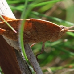 Goniaea australasiae at QPRC LGA - suppressed