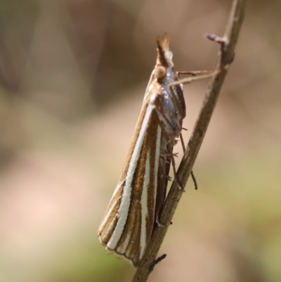 Hednota species near grammellus (Pyralid or snout moth) at Mongarlowe, NSW - 19 Mar 2024 by LisaH