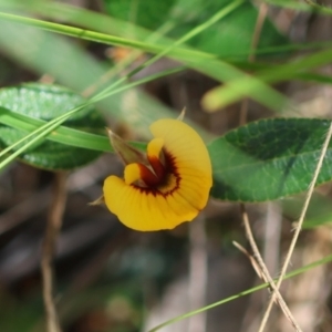 Mirbelia platylobioides at QPRC LGA - suppressed