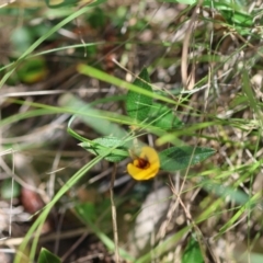 Mirbelia platylobioides at QPRC LGA - 19 Mar 2024