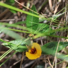 Mirbelia platylobioides at QPRC LGA - suppressed