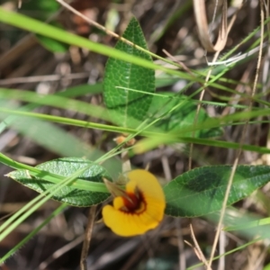 Mirbelia platylobioides at QPRC LGA - suppressed