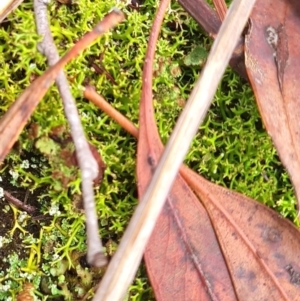 Cladia aggregata at Gungaderra Grasslands - 20 Mar 2024