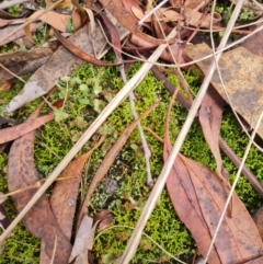 Cladia aggregata at Gungaderra Grasslands - 20 Mar 2024