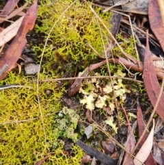 Cladia aggregata at Gungaderra Grasslands - 20 Mar 2024